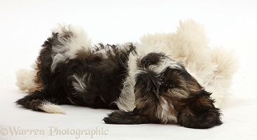 Tibetan Terrier puppy lying on his back