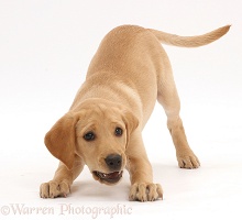 Yellow Labrador puppy in play-bow