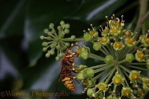 Hornet drone on Ivy flowers