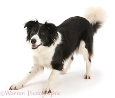 Playful black-and-white Border Collie