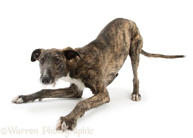 Brindle Deerhound Lurcher in play-bow