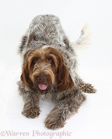 Brown Roan Italian Spinone dog in play-bow
