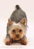 Yorkie in play-bow