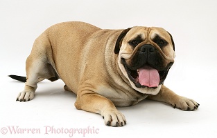 Bullmastiff lying with tongue out