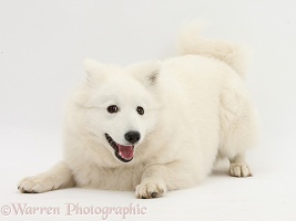 White Japanese Spitz dog in play-bow