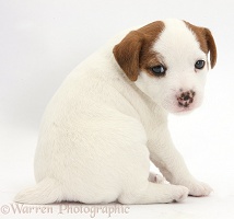 Jack Russell Terrier puppy, 4 weeks old
