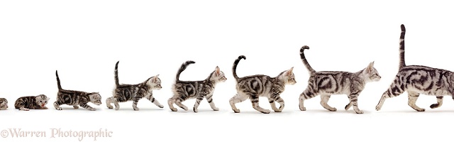 Silver tabby cat growing up sequence stages