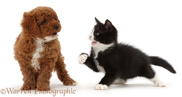 Black-and-white kitten beckoning goldendoodle puppy