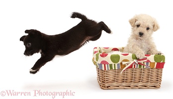 Jackahuahua puppy leaping out of a basket