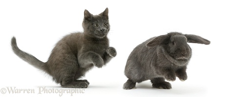Russian Blue kitten chasing blue Lop rabbit