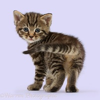 Cute tabby kitten standing and looking round