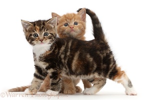 Ginger and tabby tortoiseshell kittens