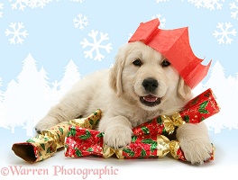 Golden Retriever pup with Christmas crackers