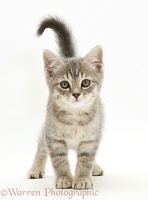Grey tabby kitten standing