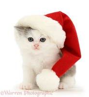 Kitten wearing a Santa hat