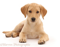 Yellow Labrador puppy