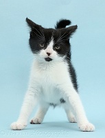 Black-and-white kitten looking fierce and imposing