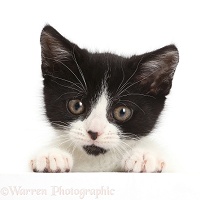 Black-and-white kitten with paws over