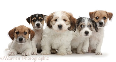 Five Jack Russell x Bichon puppies sitting in a row