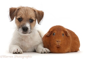 Jack Russell x Bichon puppy and fat red Guinea pig