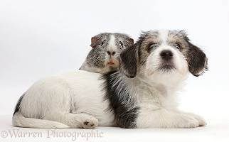 Jack Russell x Bichon puppy and Guinea pig