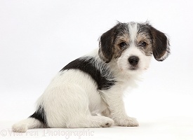 Jack Russell x Bichon puppy looking over shoulder