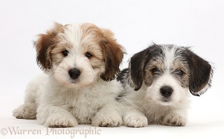 Jack Russell x Bichon puppies