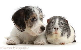 Jack Russell x Bichon puppy and Guinea pig