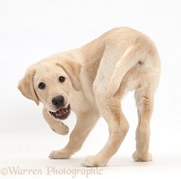Yellow Labrador Retriever puppy turning round