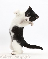 Black-and-white kitten turning and grasping
