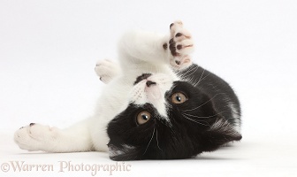 Black-and-white kitten lying on her back