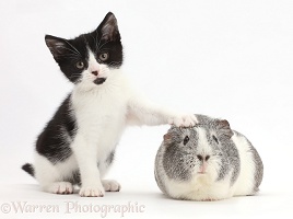 Black-and-white kitten with her paw on Guinea pig