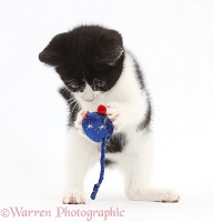 Black-and-white kitten playing with toy mouse