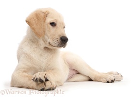 Snooty Yellow Labrador puppy with crossed paws