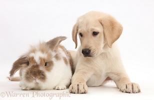 Yellow Labrador puppy and rabbit