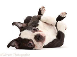 Boston Terrier lying on his back