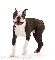 Black-and-white Boston Terrier