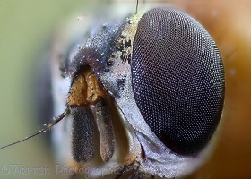 Eye of fly