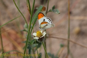 Tiny Orange-tip Butterfly