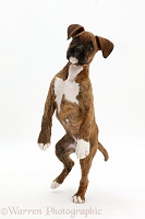 Playful brindle Boxer puppy jumping up