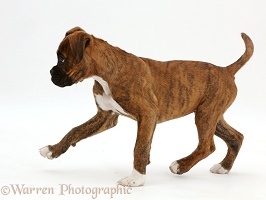 Brindle Boxer puppy walking across