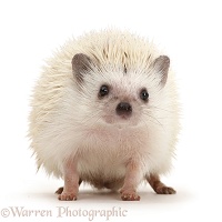 White Pygmy Hedgehog