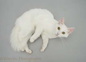 White cat lying on grey background