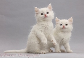 White kittens on grey background