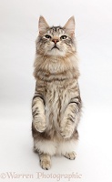 Silver tabby fluffy cat standing up