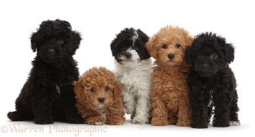 Five Toy labradoodle puppies in a row