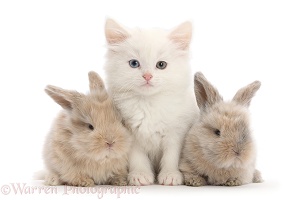 White kitten and beige bunnies