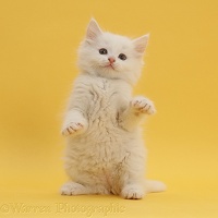 White kitten standing up on yellow background