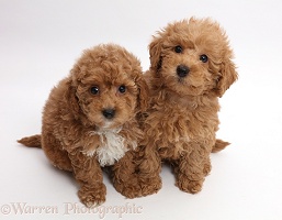 Red Toy labradoodle puppies