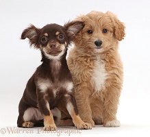 Chocolate-and-tan Chihuahua with Cavapoo puppy